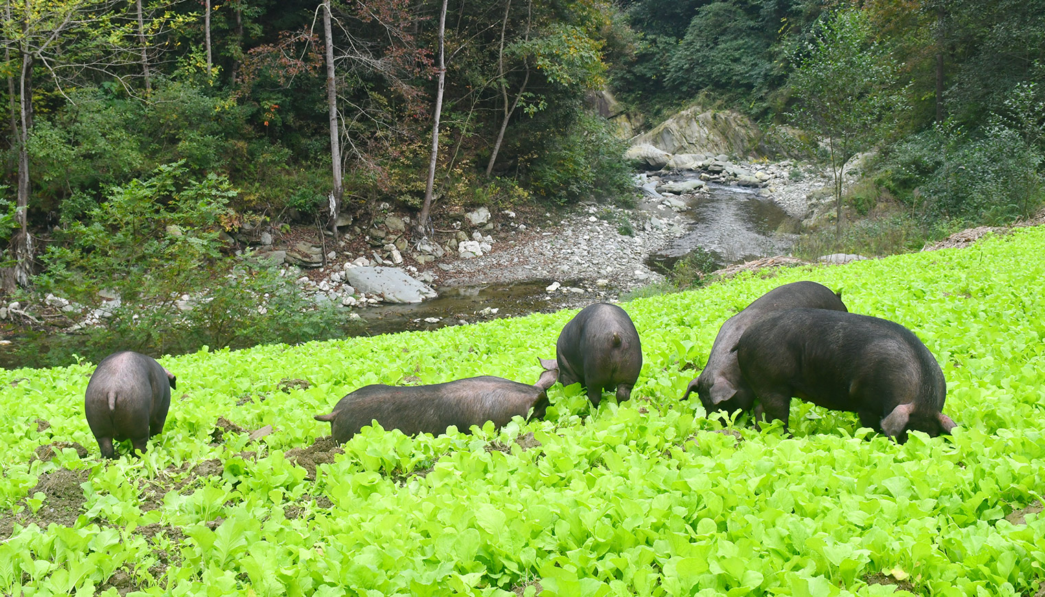川藏黑猪深山养殖地